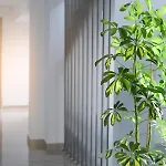 Summer 波利克罗诺